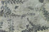 Fossil Fern (Neuropteris & Alethopteris) Plate - Kentucky #142429-1
